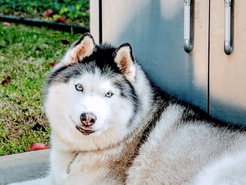 Should You Keep Your Dogs Ashes